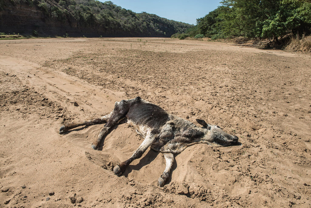 Drought Cattle